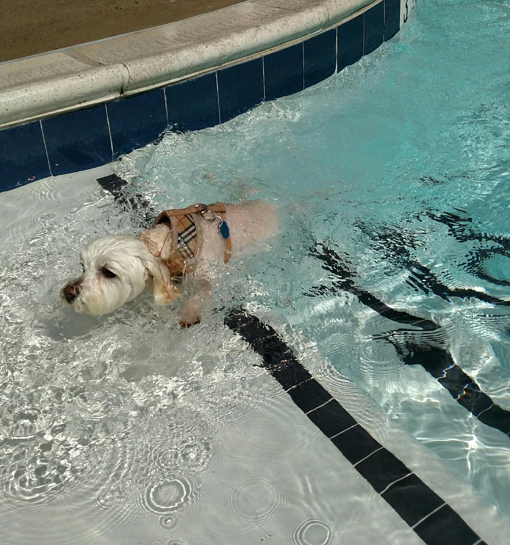 A Big Pool for a Little Dog thumbnail